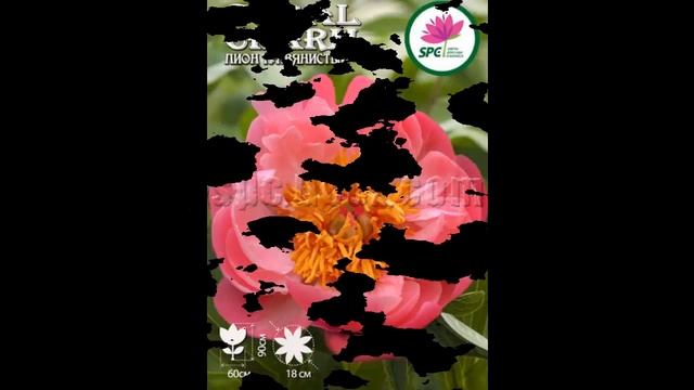 #Многолетники44 #Пионы2 #Цветы для сада и бизнеса от Ольги Шевчук смотреть онлайн