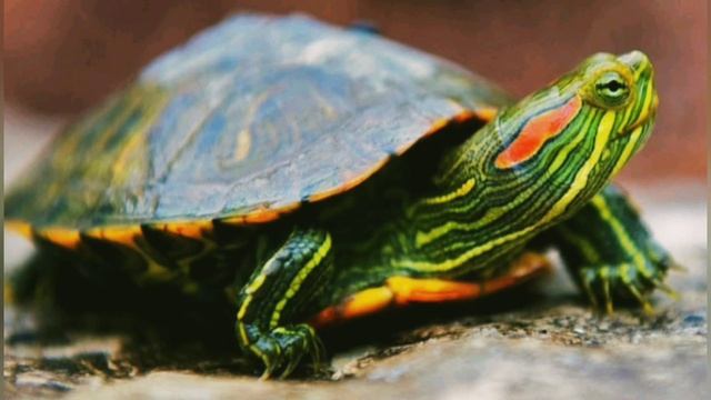Интересные факты про черепах