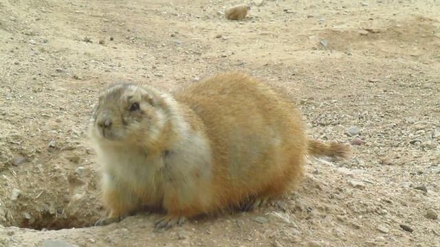 Prairie Dog Calling смотреть онлайн
