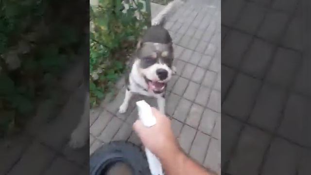 Американский Стаффордширский Терьер/Amstaff Грэйс собирается на прогулку в лес !