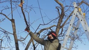 ОМОЛАЖИВАЕМ СТАРУЮ ЯБЛОНЮ. ФОРМИРОВАНИЕ КРОНЫ. (часть 5)