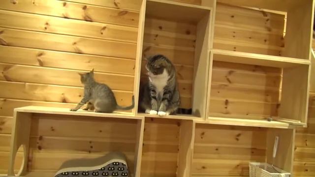 Ханна бегает за своим хвостом смотреть онлайн