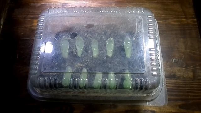 How to Grow Echeveria & Succulent plants A to Z Part 1 смотреть онлайн