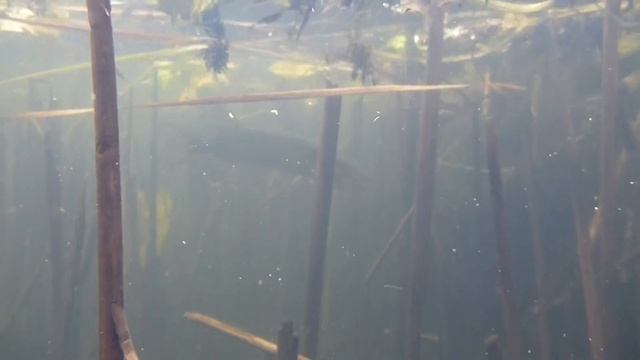 Щука под водой HD смотреть онлайн