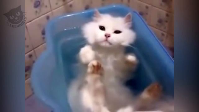 Коты в ванной смотреть онлайн