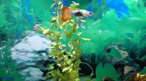 Гуппи. Совместимость с другими рыбками.