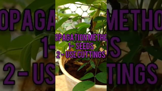 How To Propagate |Care Aparajita(Vishnu Kant) Purple Beautiful Designed Flower Plant At Home Terrac