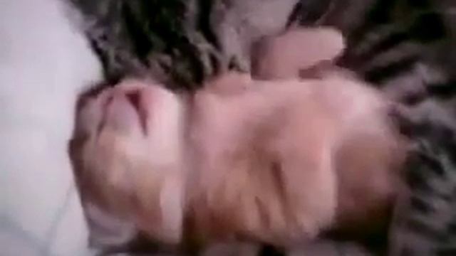 Кот ласкает своего котикп смотреть онлайн