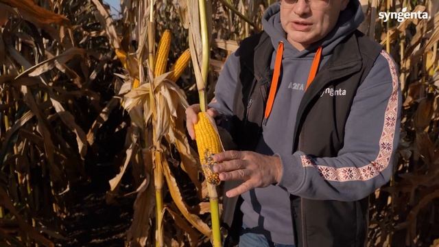 КУКУРУЗНЫЙ СЕЗОН 2022. Часть 2. Нюансы гербицидной защиты, СКМ и микотоксины. смотреть онлайн