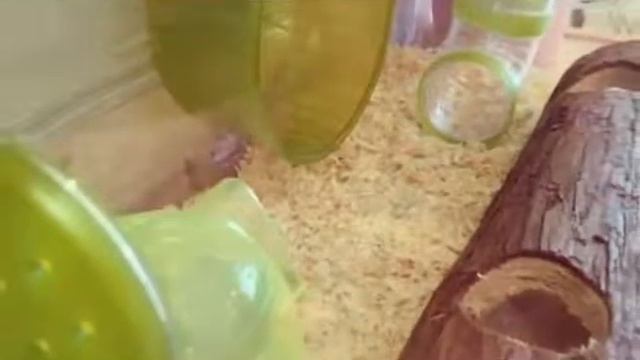 Обустройство клетки // дом для хомяка