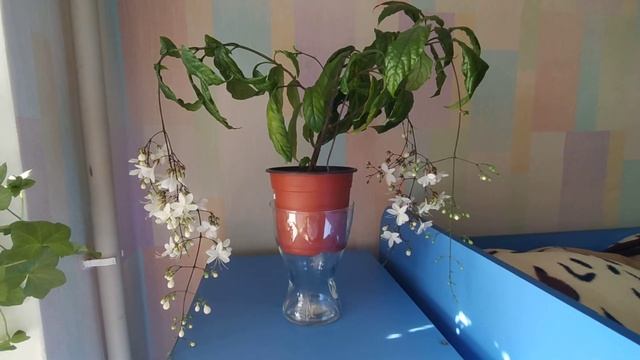 Клеродендрум Шмидта смотреть онлайн