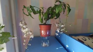 Клеродендрум Шмидта