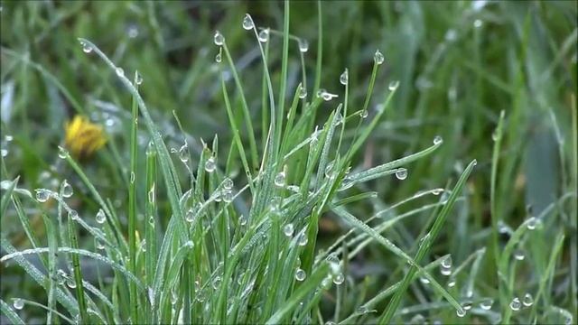 Капельки утренней росы на траве (04.05.16) смотреть онлайн