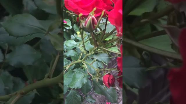 Rosas sin espinas en Alemania 🇩🇪 смотреть онлайн