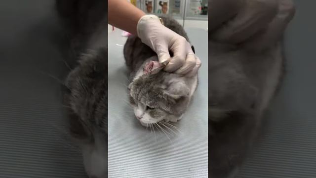 Как чистить уши кошки смотреть онлайн