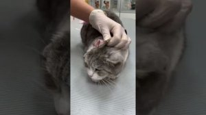 Как чистить уши кошки