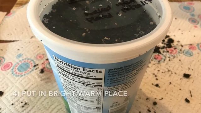 Growing Sabal Palmettos From Seed смотреть онлайн