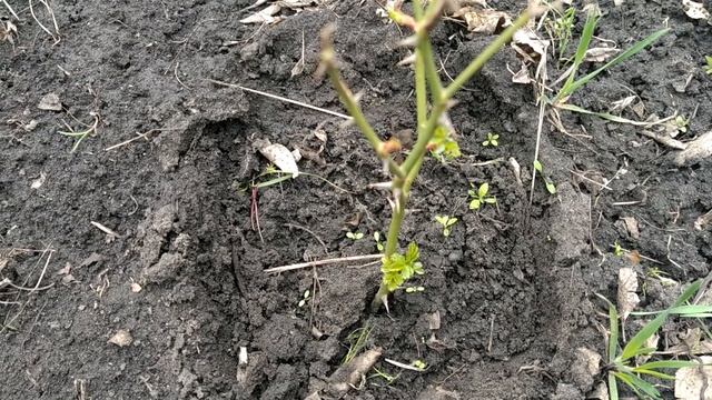 Черенкование розы ? в картофельные очистки смотреть онлайн