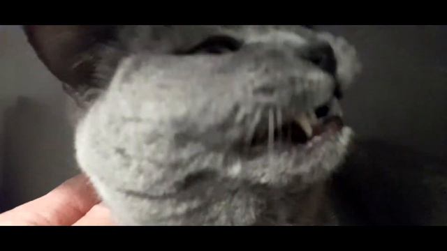 Британская Фисана #котики #кошка #киска смотреть онлайн