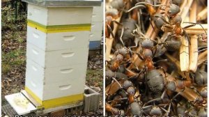 Муравьи в улье: как избавиться