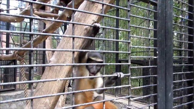 Мартышки диана и малыш 21.08.18 смотреть онлайн