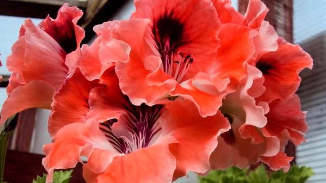 Королевские Пеларгонии | Shalanov-sad.ru