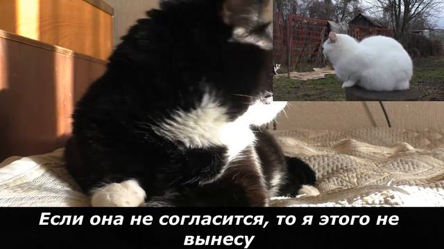 Кот влюбился и страдает от неразделенной любви смотреть онлайн