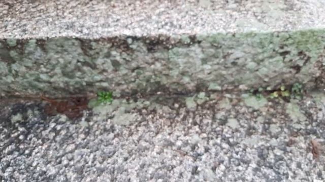 Вспоминала Твин Пикс- получи! Попробовала оторвать "корку" от кладок- куда там! Прочнее оргстекла! смотреть онлайн