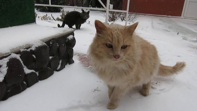 07.02.2023. Россия. Краснодарский край. Персик, Пушистик и Симба смотреть онлайн