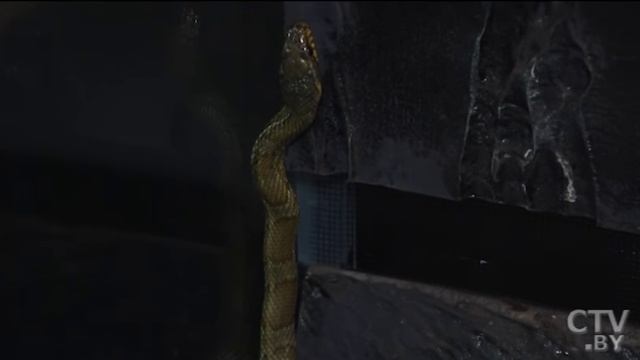 Змеи и ящерицы вместо котов и собак: как правильно ухаживать дома за экзотическими животными смотреть онлайн