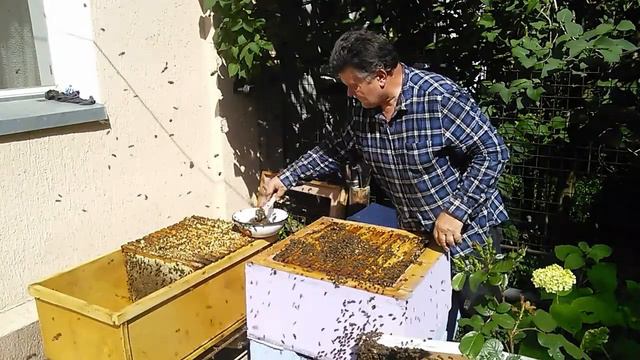 Отбор меда для качки . Часть 2. смотреть онлайн