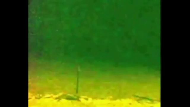 На видео видно как неизвестное темное существо быстро пробегает в лесу. смотреть онлайн