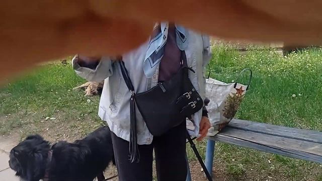 ухаживаем за котиками за Китой,Кутой,Борей смотреть онлайн