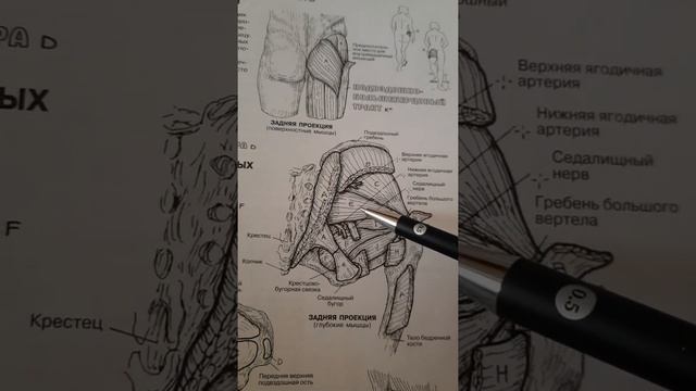 Грушевидная мышца.Боль в ягодице и ноге смотреть онлайн