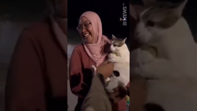 стеснительный котейка смотреть онлайн