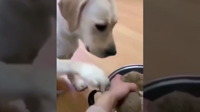 самопожертвование смотреть онлайн