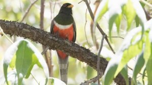 Canon EOS 7D Mark II with EF 100-400mm f/4.5-5.6L IS II USM and 1.4x Extender lens samples