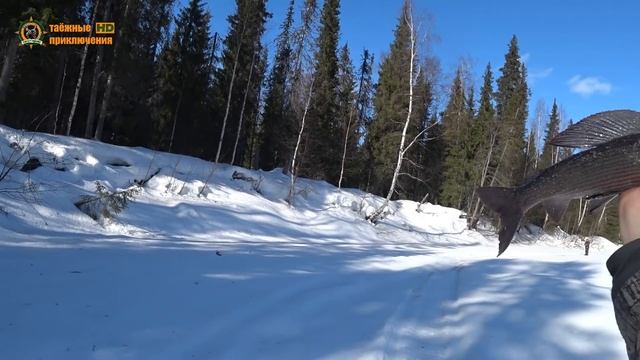 300км на снегоходе по тайге!/Тайга Варяг 550V выручает/Встреча с родной избушкой смотреть онлайн