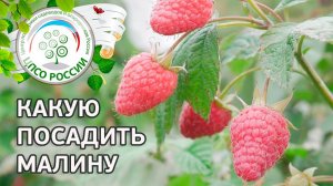 Чем отличается ремонтантная малина от обычной. Преимущества ремонтантной малины.