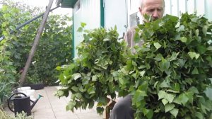 Заготовка березовых веников для бани.Когда заготавливают веники для бани.Как вязать березовые веники
