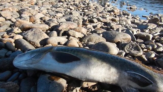 Рыбалка на реке Витим. смотреть онлайн