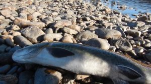 Рыбалка на реке Витим.