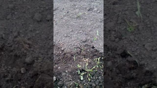 Работа доработанной фрезы ЯРИЛО... смотреть онлайн