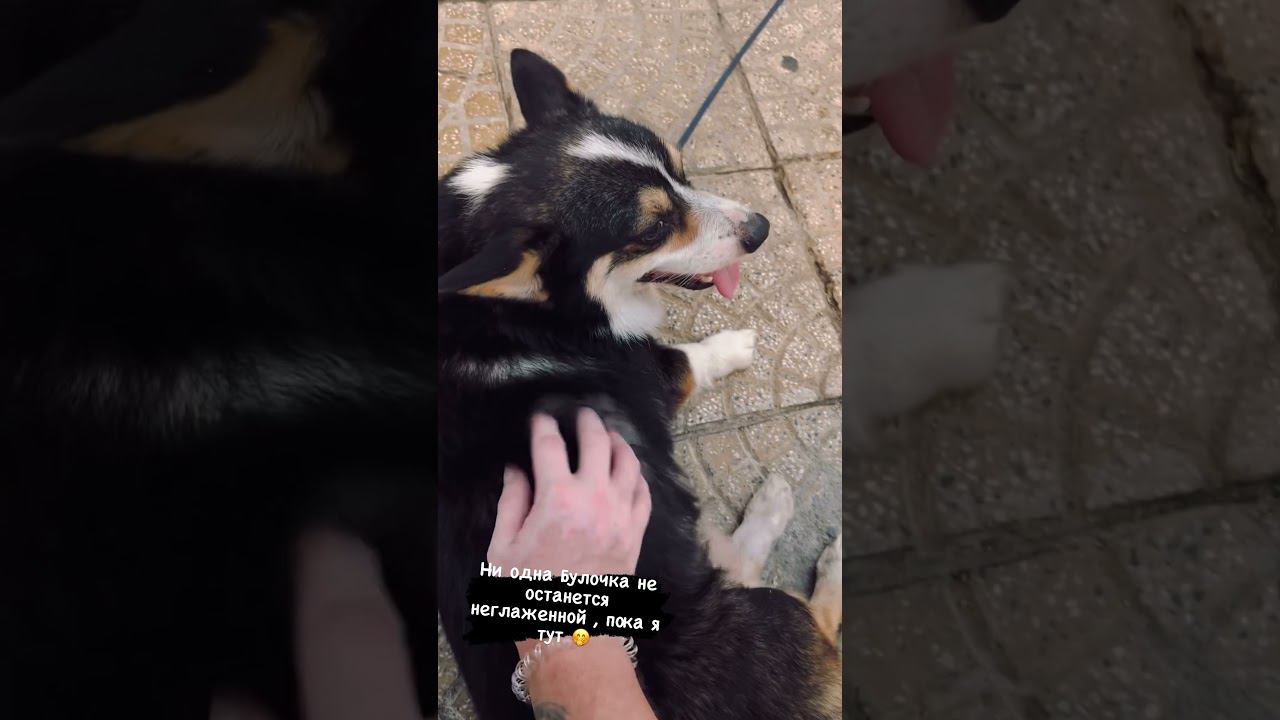 Милашный Коржик #corgi #fluffydog #doglover смотреть онлайн