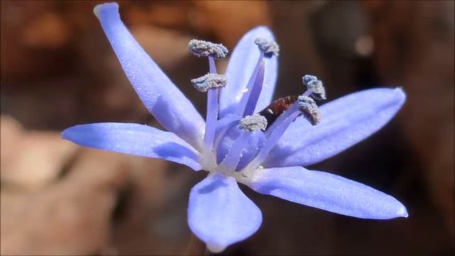 Ernst Krenek (1900-1991): Monologue for clarinet solo op. 157 (1956) смотреть онлайн