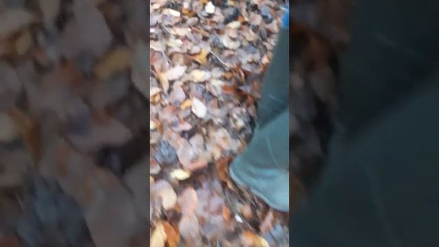 Champignon Trompette De La Mort