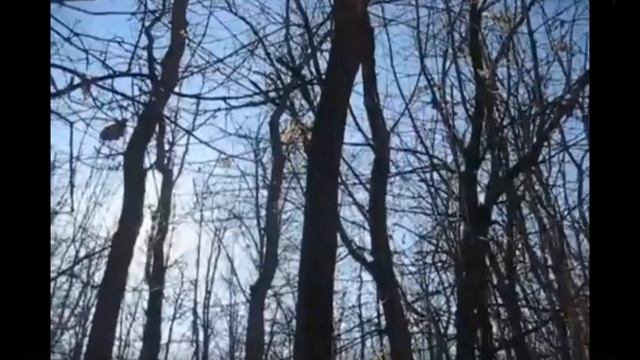 Странные теории о Лешем #леший смотреть онлайн