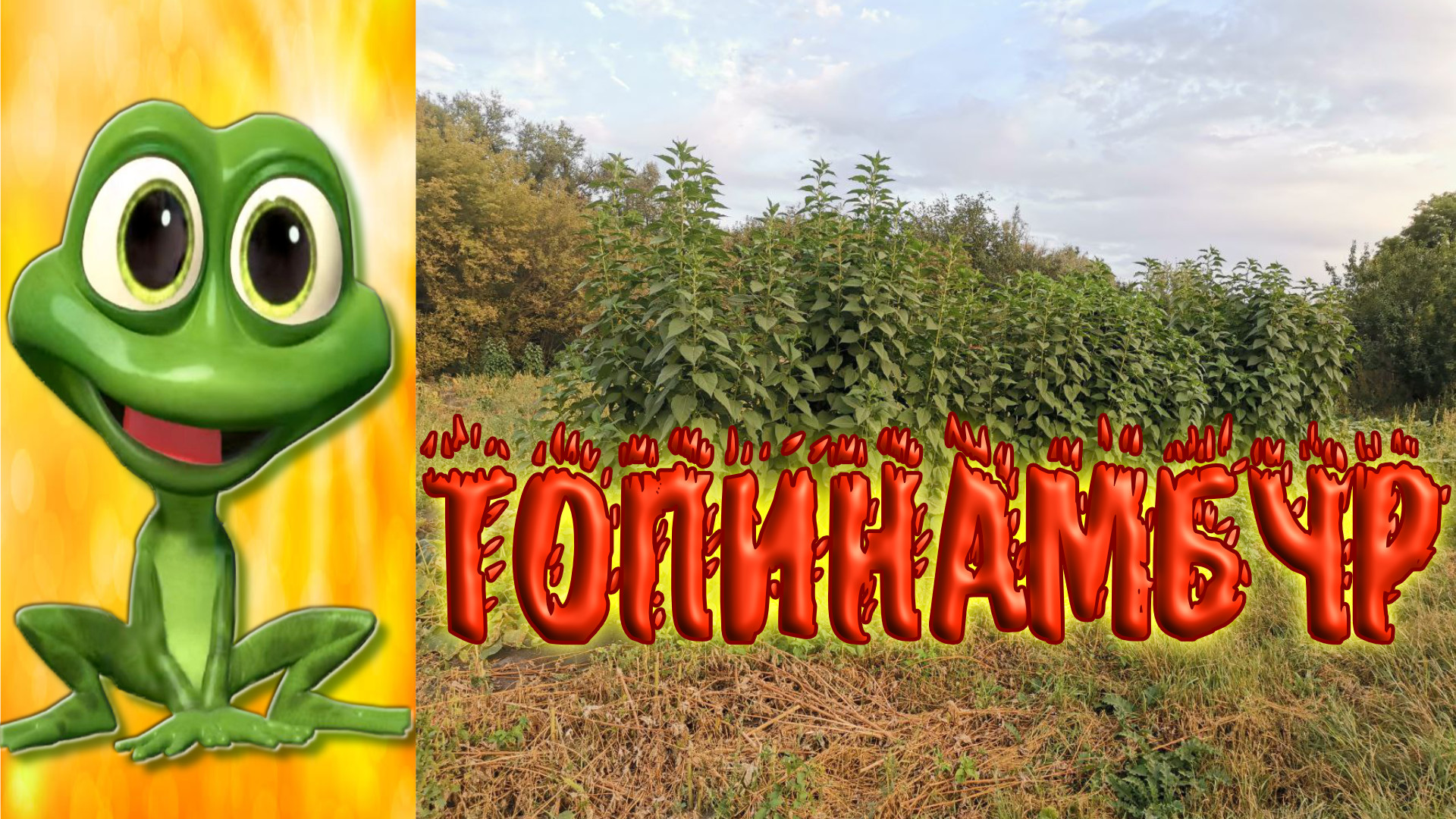 Топинамбур. Друг или враг?