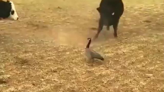 Гусь - новый король животных смотреть онлайн