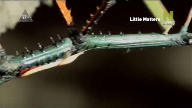 Мир насекомых и пауков (трейлер) смотреть онлайн